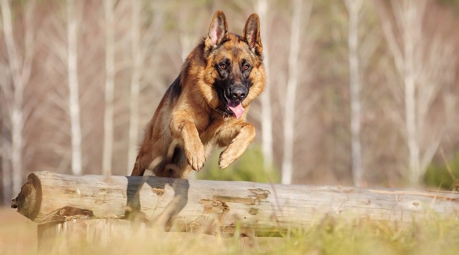Purebred German Shepherd Dog