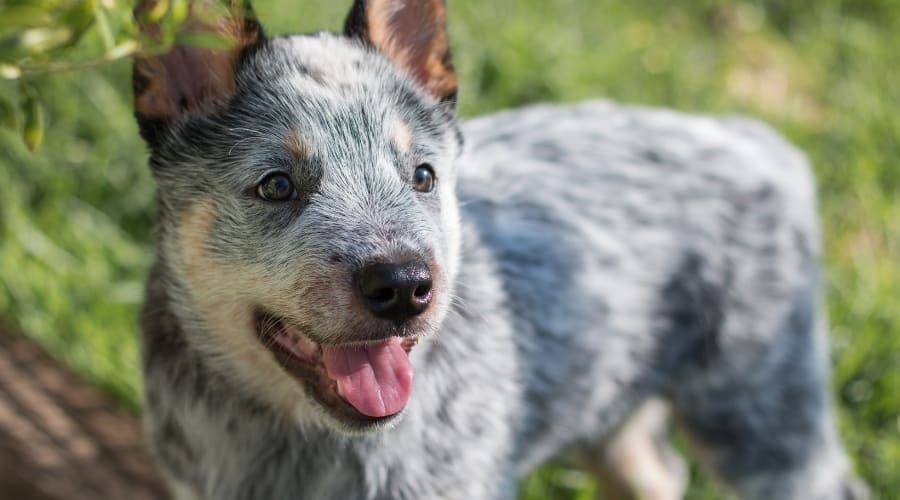 Purebred Heeler Puppy
