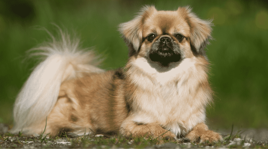 Purebred Tibetan Spaniel dog outdoors in the nature on grass meadow on a summer day