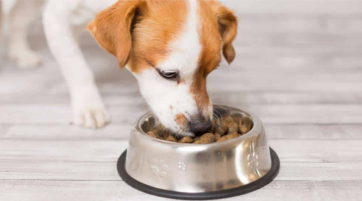 Brown and white dog eating kibble in a bowl.