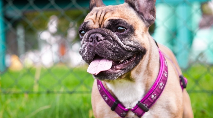 Purple Harness on French Bulldog