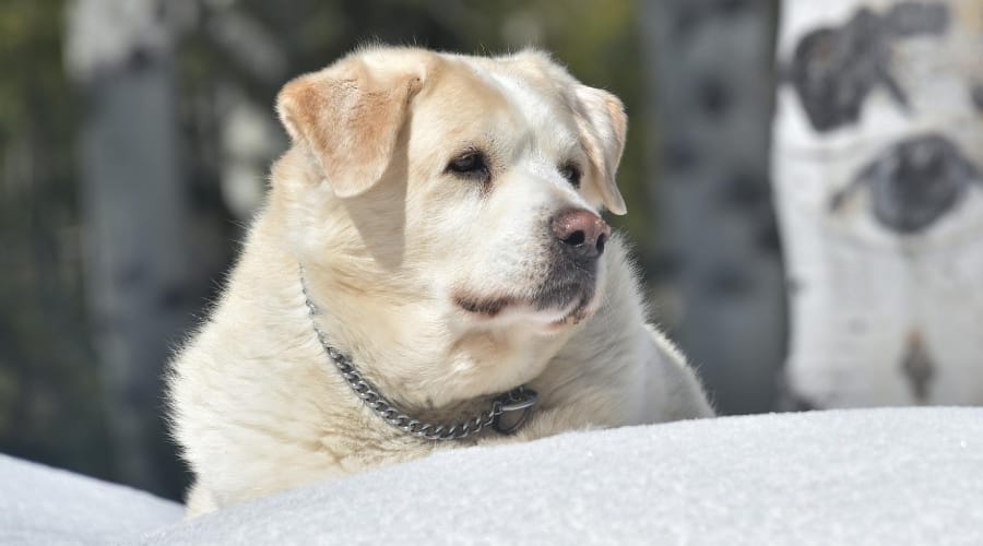 Pyrador, a Great Pyrenees and Labrador mix, in the snow.