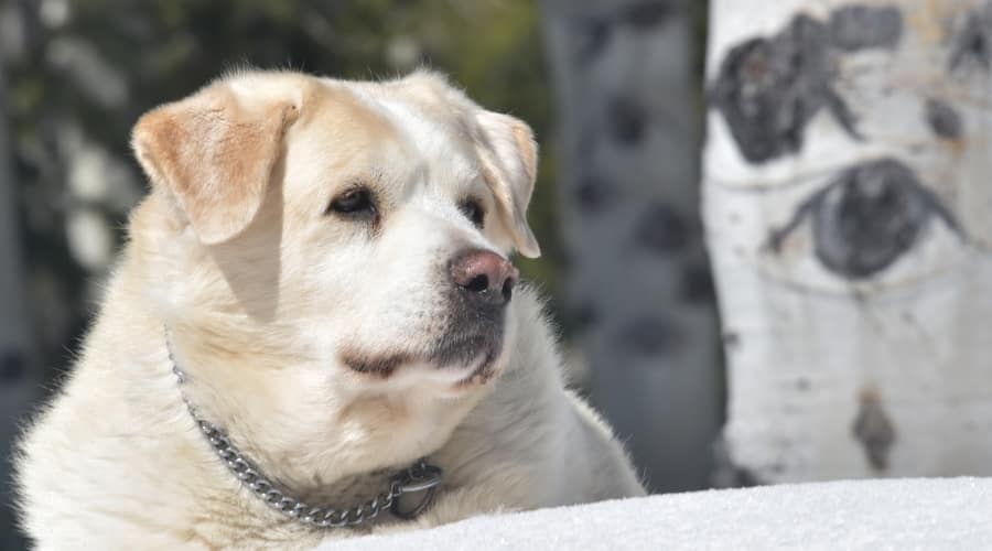Pyrador playing in snow