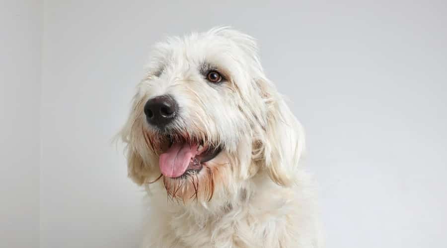 Pyredoodle, a Poodle and Great Pyrenees mix.