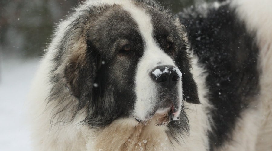 Pyrenean Mastiff in Snow