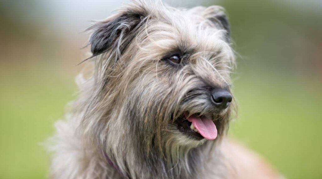 Pyrenean Sheepdog face close up outside.