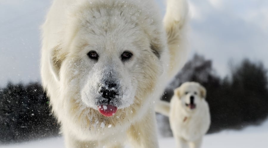 Pyrenees Dog Outdoors in Snow
