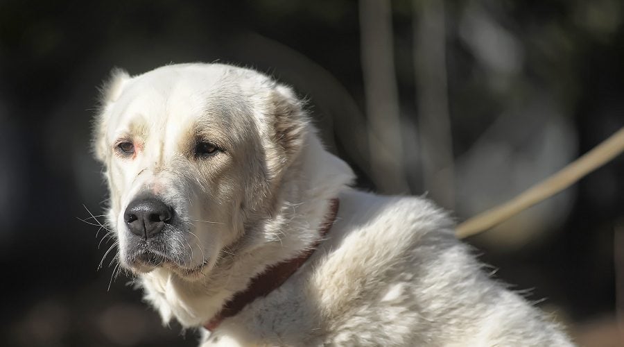 Pyrenees Mastiff Mix