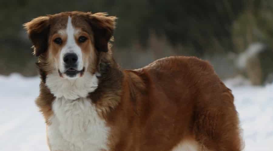 Pyrenees Mountain Dog, the Great Bernese.