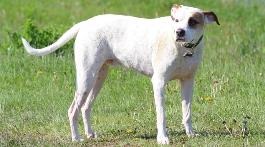 The Pyrenees Pitbull mix.