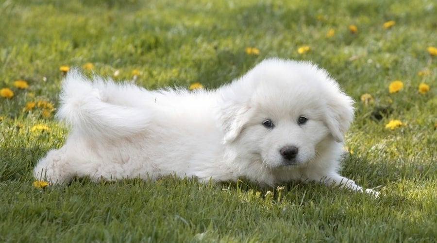 Pyrenees Puppy