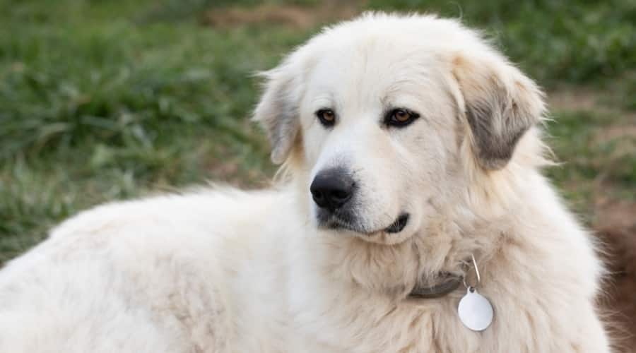 Pyrenees Rescue Dog Outside