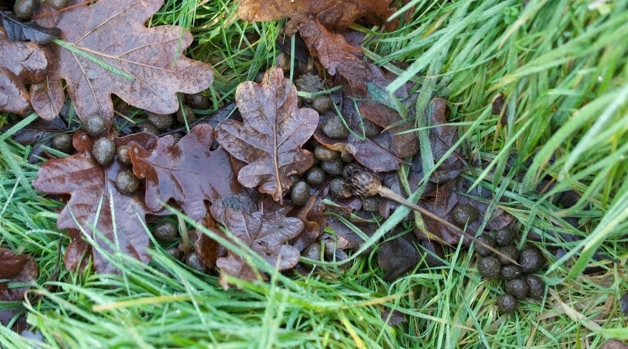 Rabbit droppings in grass.