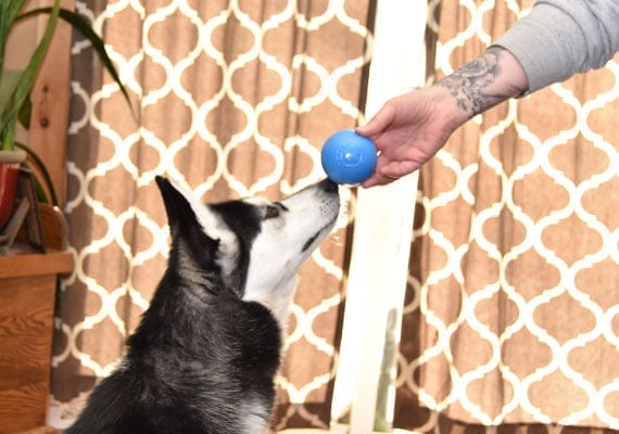 Raleigh the Husky being offered Planted Dog Orbee-Tuff squeak ball toy.