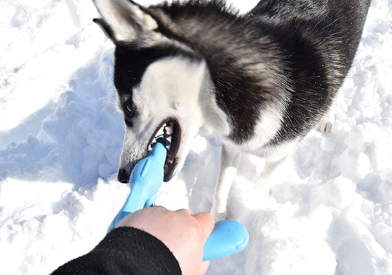 Raleigh the Husky playing tug-of-war with West Paw Bumi dog toy.