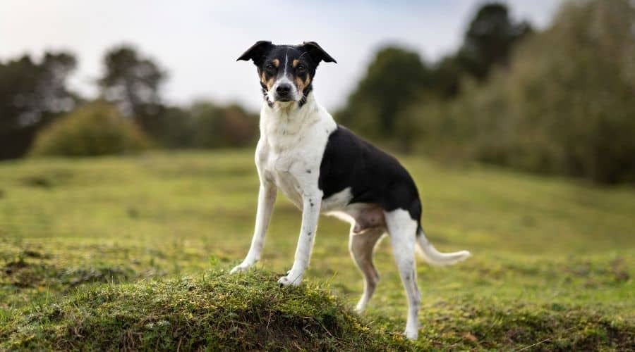 Rat Terrier standing on hill