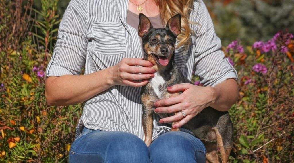 Rat Terrier Chihuahua Mix sitting in woman's lap