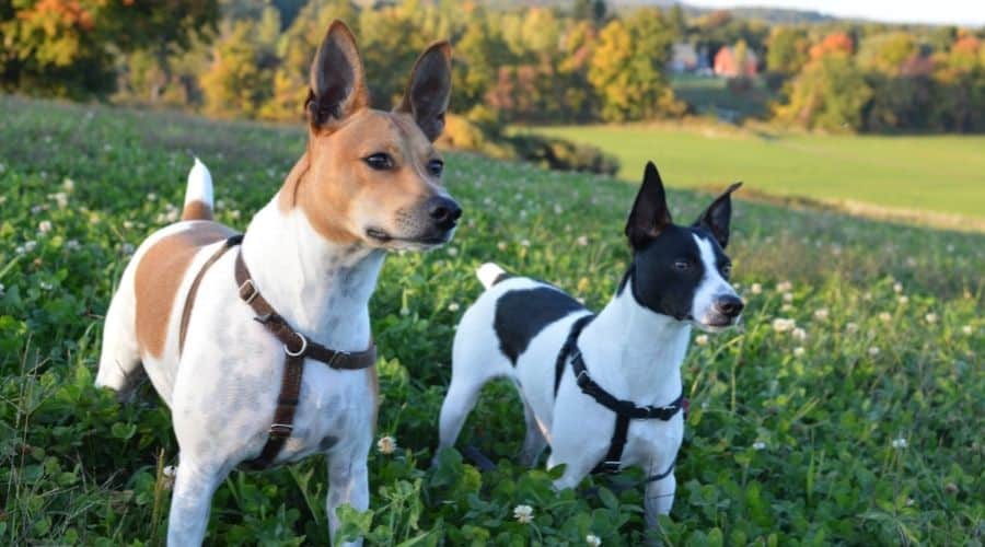 Two Rat Terrier in various Colors standing in grass