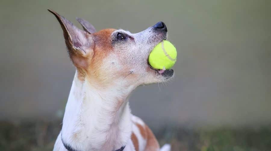 Rat Terrier playing with a ball