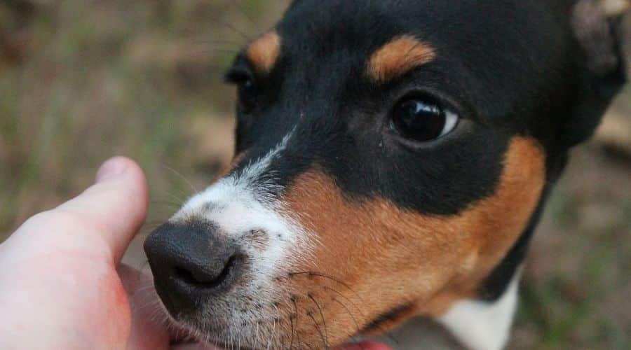 Rat Terrier face up close