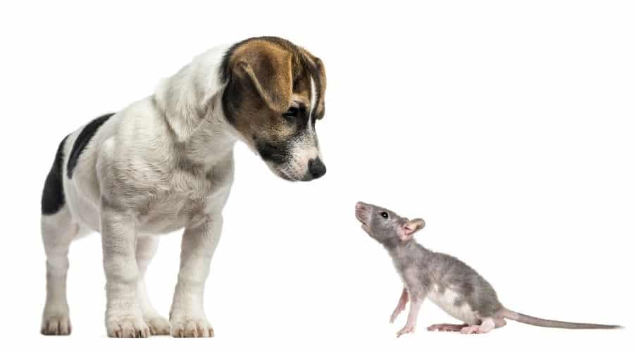 Rat Terrier with a rat