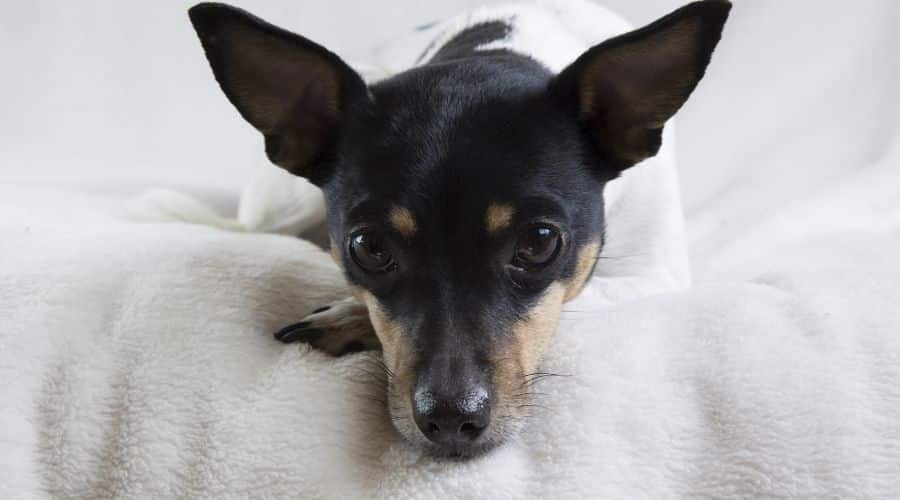 Rat Terrier sleeping on bed