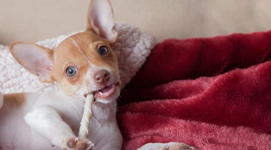 Rat Terrier eating a bone