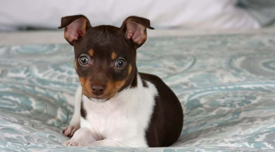 Rat Terrier Puppy on bed