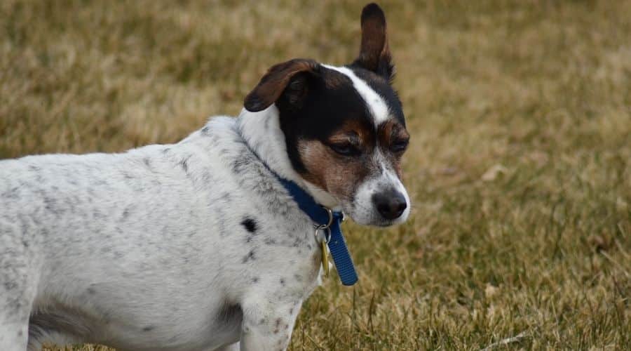 Rat Terrier Rescue