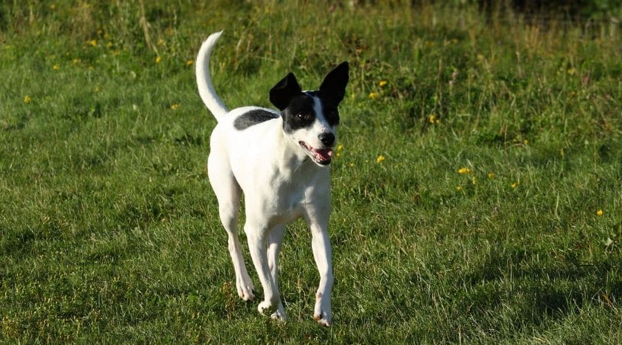 Rat Terrier running in grass
