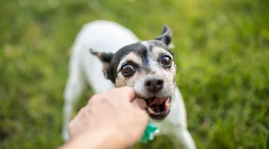 Rat Terrier playing with a ball