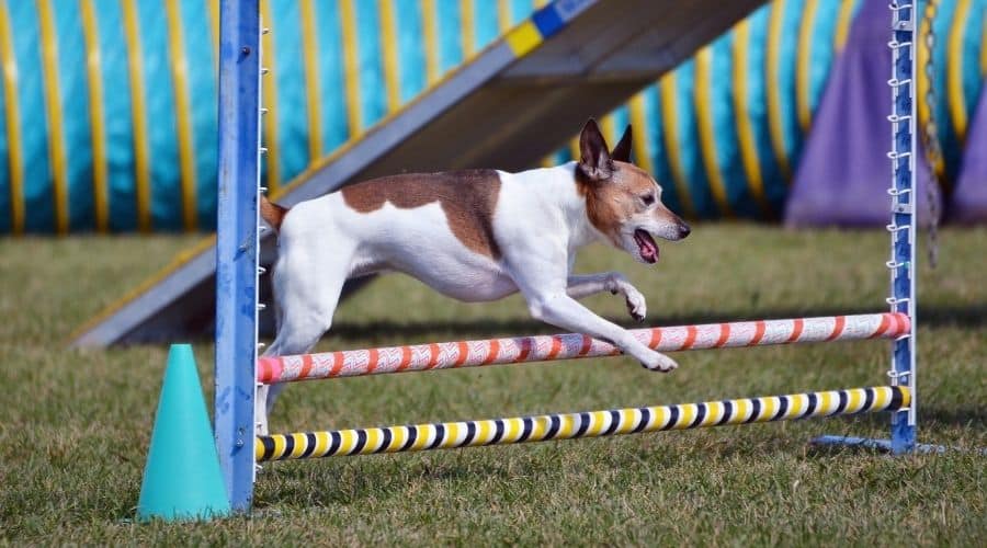 Rat Terrier jumping over agility course obstacle