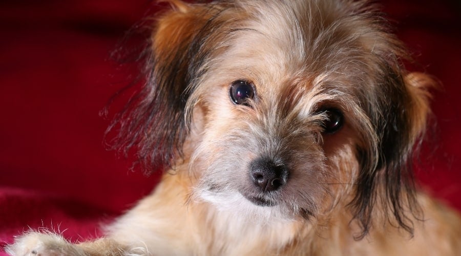 Ratese Mix Breed