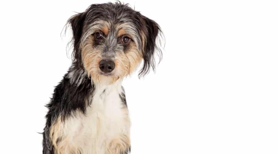 Ratoodle Mix Breed