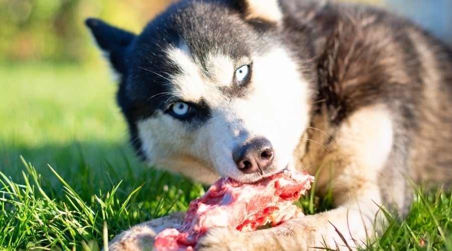 Raw dog bone cleaning teeth