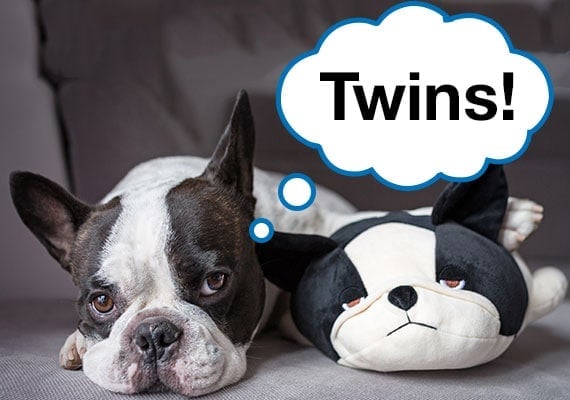 Real Boston Terrier sitting next to Boston Terrier plush dog toy