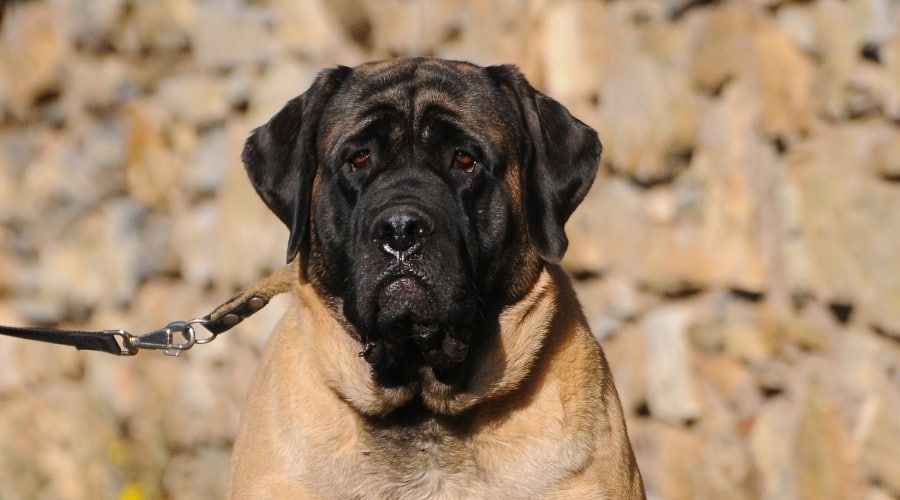 Really Giant Dog