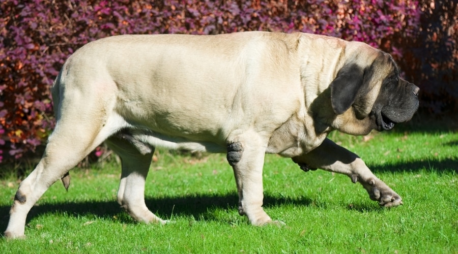 Really Large Dog Exercising
