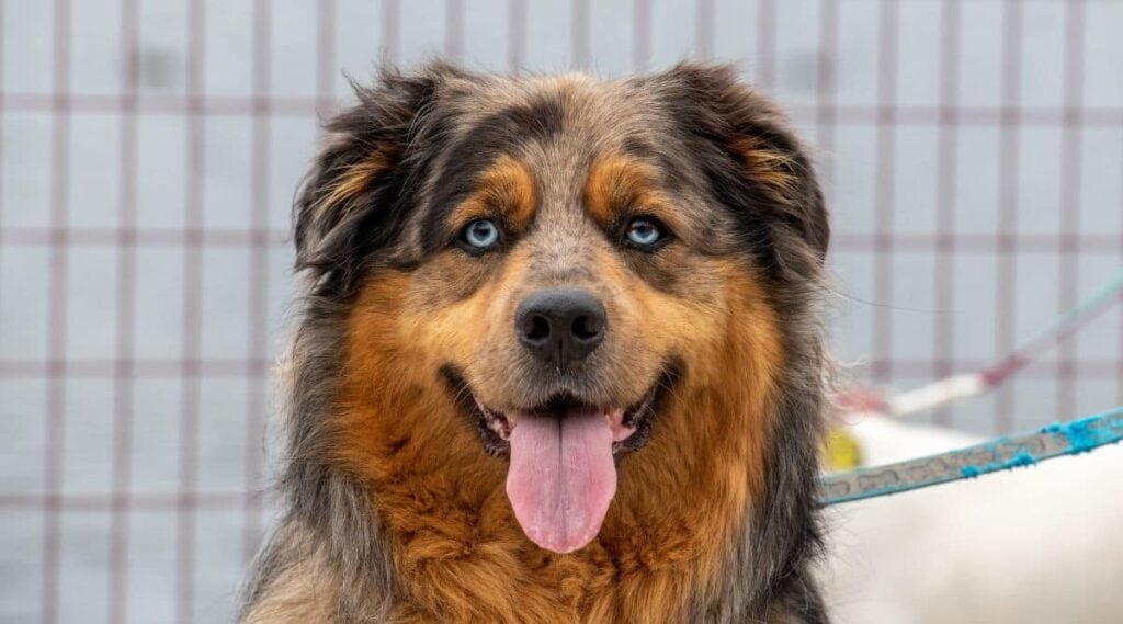 Red Australian Shepherd face up close