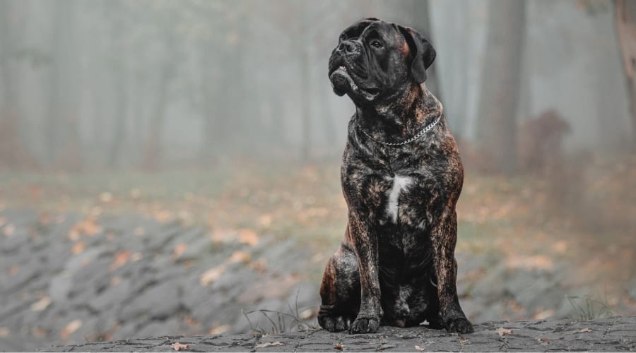 Red Brindle Dog Outdoors