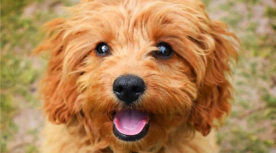 Red Cavapoo dog outside in grass