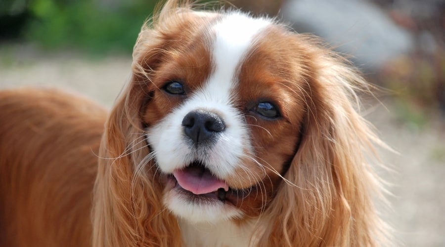 Blenheim Cavalier King Charles Spaniel Dog