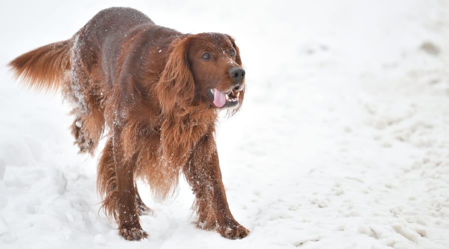 Red Coated Dog Exercising in Snow