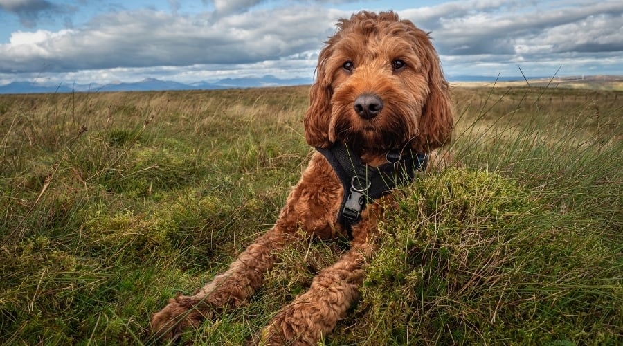 Red Coated Dog Laying in Field With Harness On