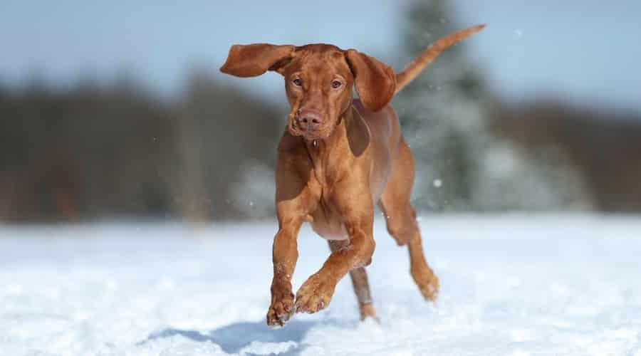 Red Coated Dog Playing in Snow