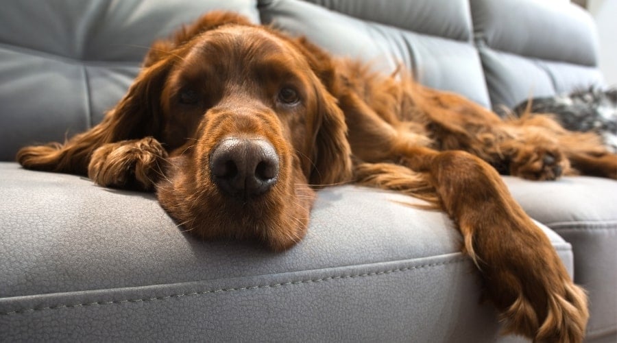 Red Coated Dog Sleeping on Couch
