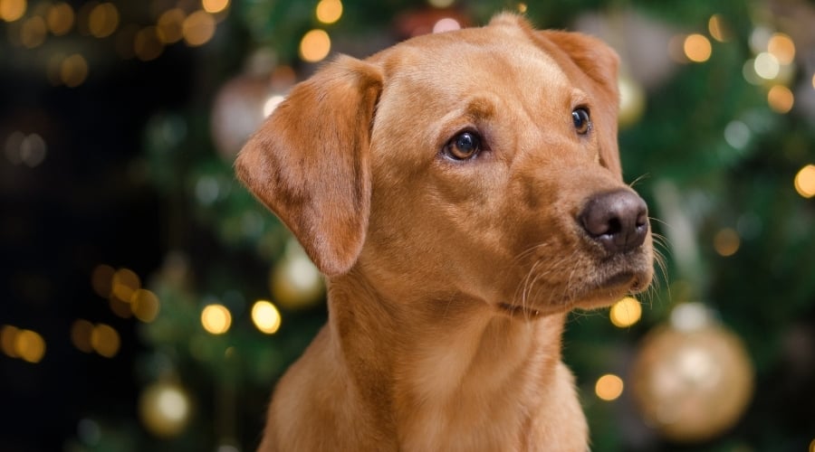 Red Coated Lab under Tree