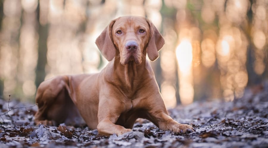 Red Colored Dog Laying in Forest
