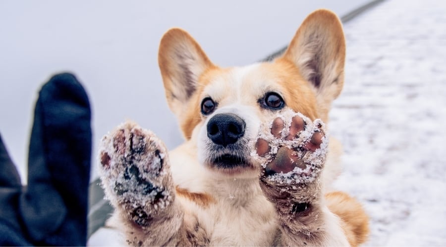 Small Red Coated Dog Training Paws