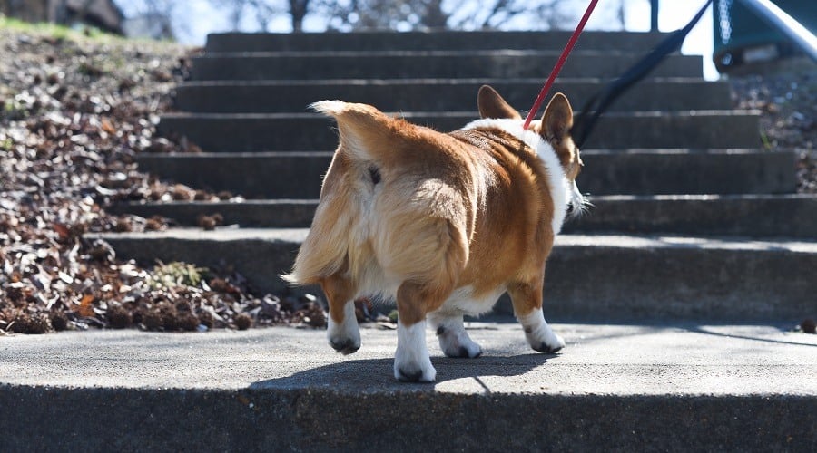 Red Corgi